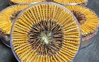 冬蟲夏草一斤價(jià)格多少？2025 年行情揭秘，差價(jià)竟達(dá)數(shù)十倍