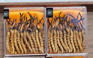 冬蟲夏草現(xiàn)在多少錢一克？2025 年克價(jià)揭秘，差價(jià)達(dá) 5 倍