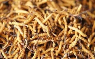 四級冬蟲夏草一克多少根？根數背后的等級與價值邏輯