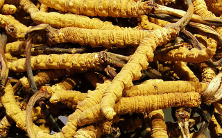 石斛與冬蟲夏草哪個(gè)好？從功效到適用場(chǎng)景的全面對(duì)比