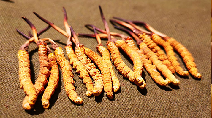 冬蟲(chóng)夏草泡水：每次放多少水才合適？