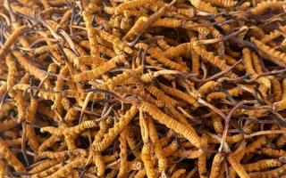 冬蟲夏草專業(yè)存放指南：這樣存，品質(zhì)不打折