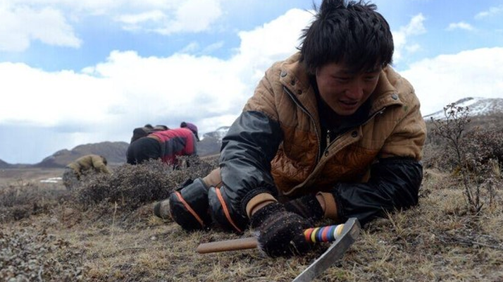 那曲<a href=http://m.cyts-zx.com/sdph/wacr/ target=_blank class=infotextkey>挖草人</a>阿旺的蟲草采摘時間表 