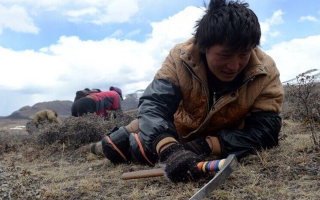 那曲挖草人阿旺的蟲草采摘時(shí)間表：跟著草原節(jié)氣走，不錯(cuò)過每根好蟲草