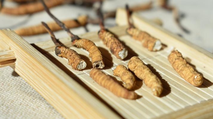 斷的<a href=http://m.cyts-zx.com/ target=_blank class=infotextkey>冬蟲夏草</a>一克啥價 