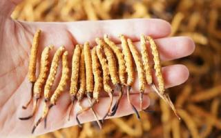 為啥說頭期冬蟲夏草品質(zhì)最好？掰開揉碎給你講