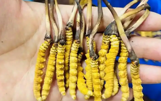新鮮冬蟲夏草要吃幾次？一篇給普通人的實(shí)用指南
