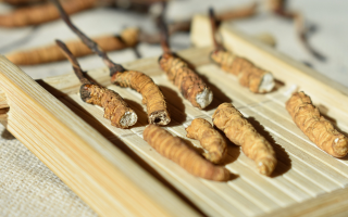 斷的冬蟲夏草一克啥價？2025 年實用行情嘮明白