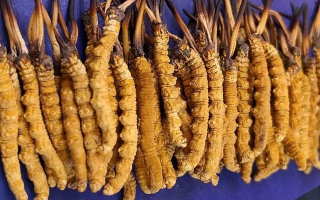 挖了三十年蟲(chóng)草，這些采摘的苦，沒(méi)經(jīng)歷過(guò)的人真不懂