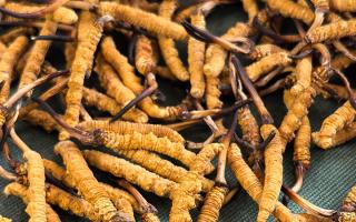 燉了二十年蟲草湯，這口感我太熟了，跟你細(xì)細(xì)說(shuō)