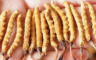 冬蟲夏草最佳購(gòu)買時(shí)間：選對(duì)時(shí)機(jī)，兼顧品質(zhì)與性價(jià)比