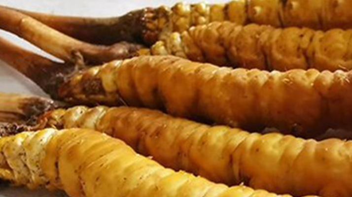 鮮冬蟲夏草可以用水洗嗎？