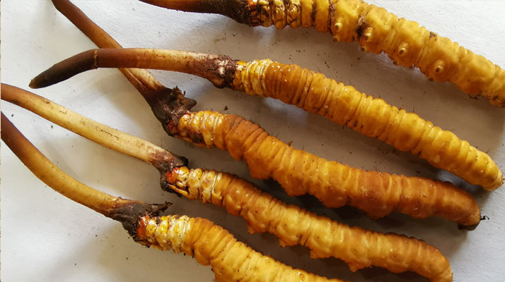 鮮冬蟲(chóng)夏草可放多久?鮮冬蟲(chóng)夏草的保存方法