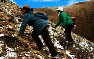  人工培育的冬蟲夏草和野生冬蟲夏草有什么區(qū)別？