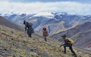 冬蟲(chóng)夏草的采挖與收購(gòu)需要資質(zhì) 實(shí)行嚴(yán)格許可與備案制