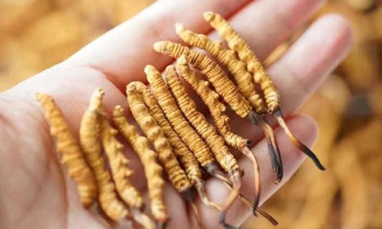 東強(qiáng)堂科普：3克冬蟲夏草是幾根 