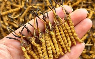 東強堂科普：冬蟲夏草保存期多久？源頭品牌教你科學(xué)鎖鮮