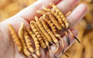 東強堂科普：3克冬蟲夏草是幾根？那曲源頭品牌教你精準(zhǔn)換算