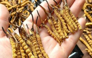 東強堂科普：雪山冬蟲夏草無“葉”！那曲珍品的草頭形態(tài)藏著品質(zhì)密碼