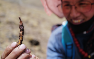  冬蟲夏草的產(chǎn)地溯源方法有哪些？