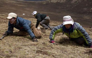采挖冬蟲夏草危險(xiǎn)嗎？安全嗎？