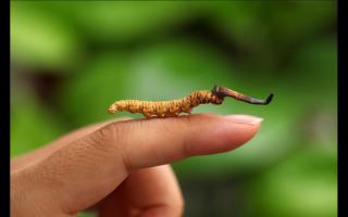 野生的冬蟲(chóng)夏草長(zhǎng)啥樣子 具體形態(tài)特征