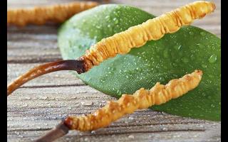 冬蟲(chóng)夏草保存的最佳溫度