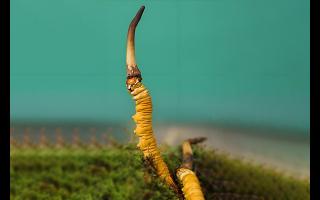  雪山冬蟲(chóng)夏草的生長(zhǎng)周期是多久？