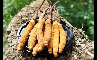 冬蟲夏草生長(zhǎng)周期與產(chǎn)區(qū)環(huán)境的對(duì)應(yīng)表