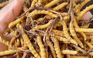 權(quán)威指南：熬一鍋湯放幾根冬蟲夏草？藏域珍饈的科學(xué)用量標(biāo)準(zhǔn)