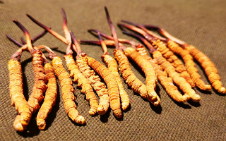 權(quán)威解讀：冬蟲夏草燉雞湯，藏域滋養(yǎng)與家常美味的雙向奔赴