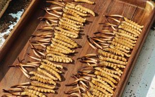 冬蟲夏草現(xiàn)在不值錢了嗎？2026年市場(chǎng)真相揭秘