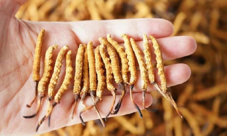 冬蟲夏草各地產量揭秘