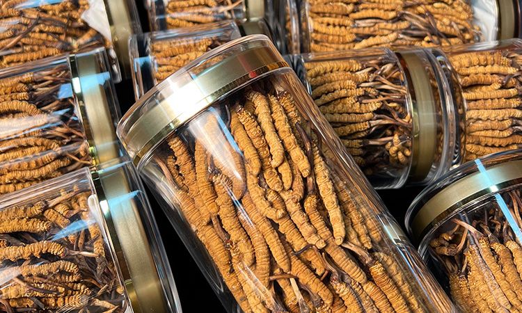 揭秘適合冬蟲(chóng)夏草生長(zhǎng)的環(huán)境 