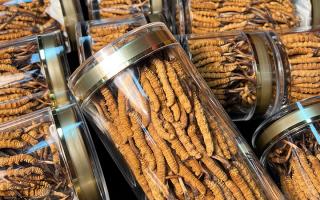 揭秘適合冬蟲(chóng)夏草生長(zhǎng)的環(huán)境，西藏那曲蟲(chóng)草網(wǎng)解讀雪域孕育密碼