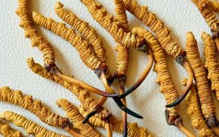 冬蟲夏草保存的最佳溫度，西藏那曲蟲草網教你鎖住雪域珍草營養(yǎng)