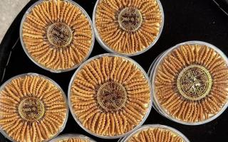 正宗那曲冬蟲夏草其實(shí)很便宜，打破高價(jià)迷局，回歸價(jià)值本質(zhì)