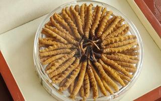 冬蟲夏草不養(yǎng)生會(huì)怎么樣？正視滋養(yǎng)價(jià)值，規(guī)避認(rèn)知誤區(qū)