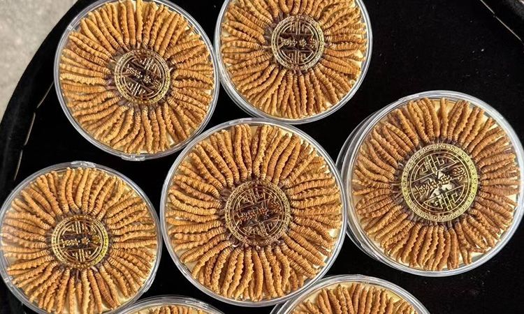 100塊錢一盒冬蟲夏草能買嗎 