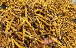 西藏那曲蟲草網(wǎng)｜一克冬蟲夏草煲多少水合適？行業(yè)權(quán)威指南來了