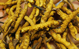 冬蟲夏草哪家牌子好？3大核心標準+優(yōu)質品牌盤點