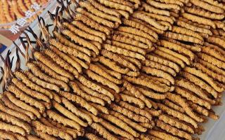 寶寶可以服用冬蟲夏草嗎？權(quán)威指南，科學(xué)滋補不踩坑