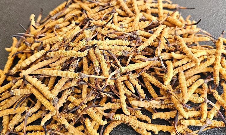 選對冬蟲夏草不踩坑