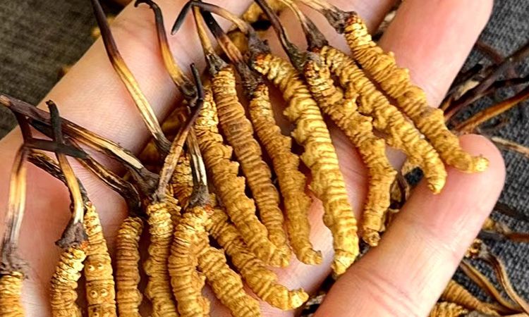 那曲冬蟲(chóng)夏草的核心