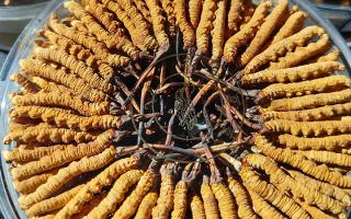 冬蟲夏草蒸蛋方法竅門，西藏那曲蟲草網(wǎng)教你解鎖滋補(bǔ)家常做法