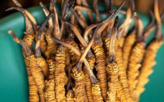 900根一斤的冬蟲夏草價格多少？西藏那曲蟲草網(wǎng)揭秘2026年最新行情及選購指南