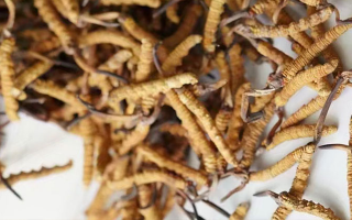 養(yǎng)生滋補(bǔ)冬蟲夏草哪里買？西藏那曲蟲草網(wǎng)教你選對渠道，買正買值