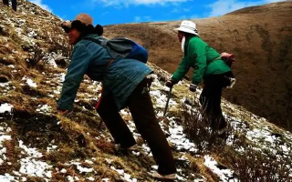 冬蟲夏草如何區(qū)別好壞？那曲行業(yè)平臺(tái)教你4步精準(zhǔn)鑒別