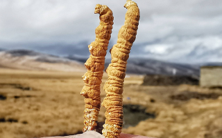 西寧冬蟲(chóng)夏草市場(chǎng)在哪？那曲行業(yè)平臺(tái)詳解核心交易市場(chǎng)