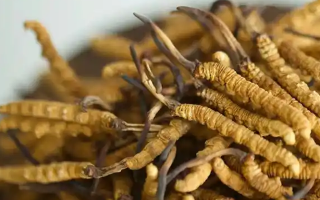 慧眼辨藏珍，避坑不踩雷——西藏那曲蟲草行業(yè)網(wǎng)教你科學(xué)識別冬蟲夏草